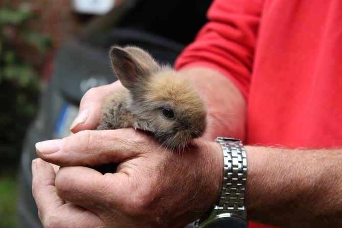 Ferienwohnung in K&uuml;kel&uuml;hn - Ferienhof Bl&ouml;hs - Kaninchennachwuchs
