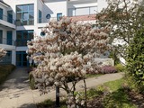 Ferienwohnung in K&uuml;hlungsborn - Strandstrasse-OstSeestern - Hauseingang im Fr&uuml;hling