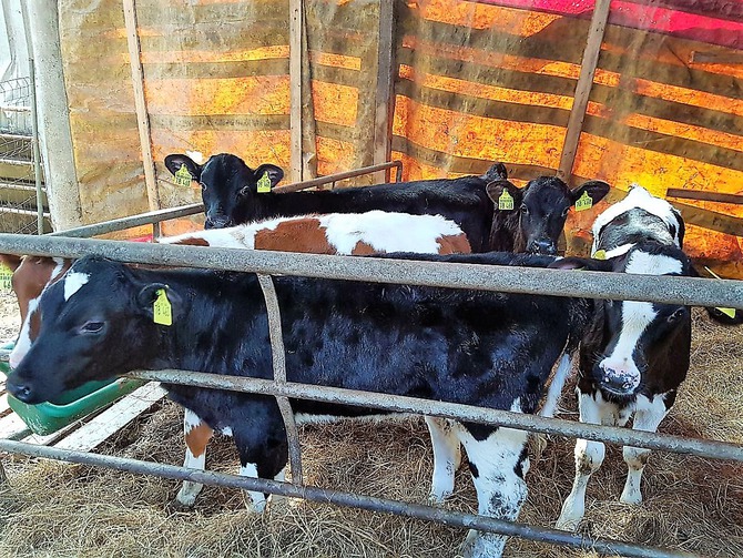 Ferienwohnung in Fargemiel - Behnke - Bild 14