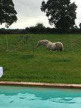 Ferienwohnung in Gro&szlig; Wittensee - Hoheluft am Wittensee Apt. 3 - Bild 12