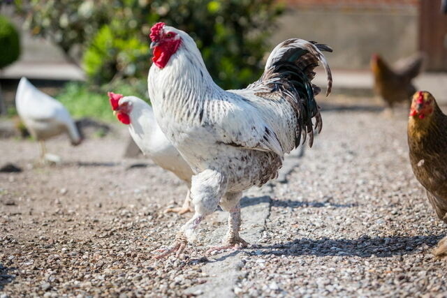 Ferienwohnung in Fehmarn OT Lemkendorf - Ferienhof Becker - Bauernliebe - Bild 11