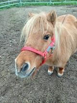Ferienwohnung in Gr&ouml;mitz - "Pappelhof - Whg. 7" - Bild 25