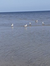 Ferienwohnung in Karlshagen - ferienwohnung k&ouml;ster - Bild 19