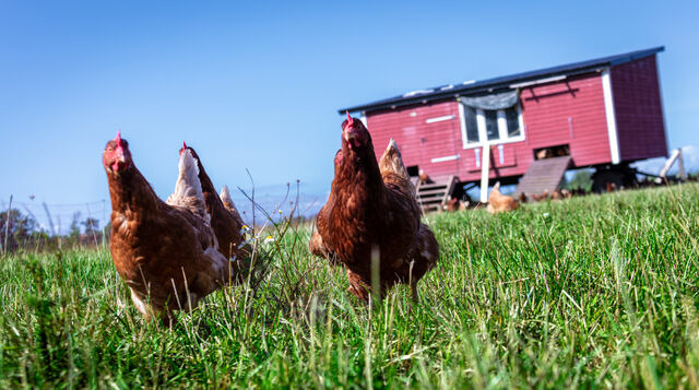 Ferienwohnung in Fehmarn OT D&auml;nschendorf - Osterhof Fehmarn - Villa Agni - Bild 22