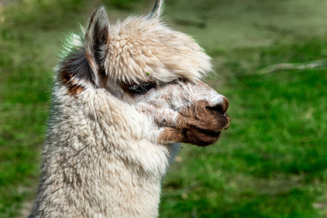 Ferienwohnung in Fehmarn OT D&auml;nschendorf - Osterhof Fehmarn - Villa Agni - Bild 23