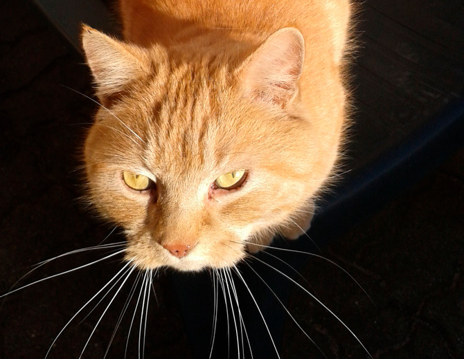 Ferienwohnung in S&uuml;sel - Ferienhof Haas - Bild 10