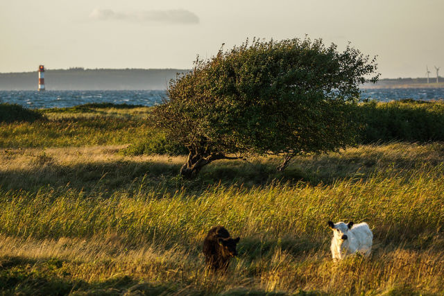 Ferienhaus in Gelting - Paulsen H&auml;uschen - Schloss Gelting - Bild 18