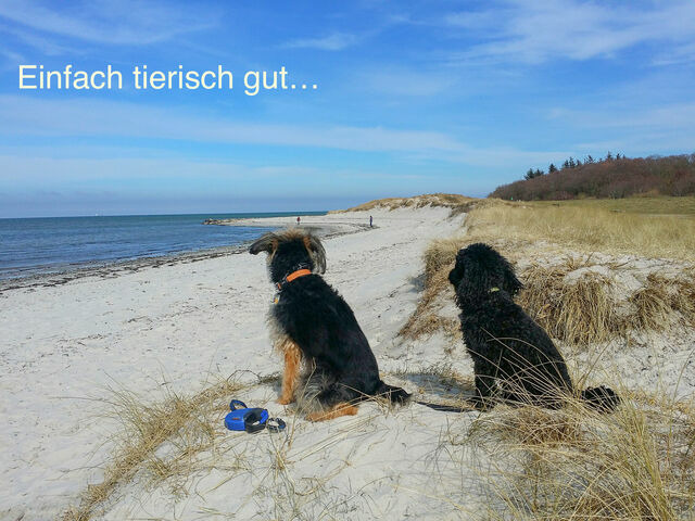 Ferienwohnung in Wendtorf - Whg. Sturmm&ouml;we - Haus Nordlichter - Bild 11