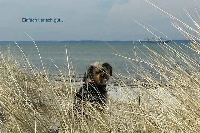 Ferienwohnung in Wendtorf - Ap. B&uuml;lk - Haus Nordlichter - Bild 10