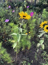 Ferienwohnung in Steinbeck - MP 5 Meeresrauschen - Bild 13