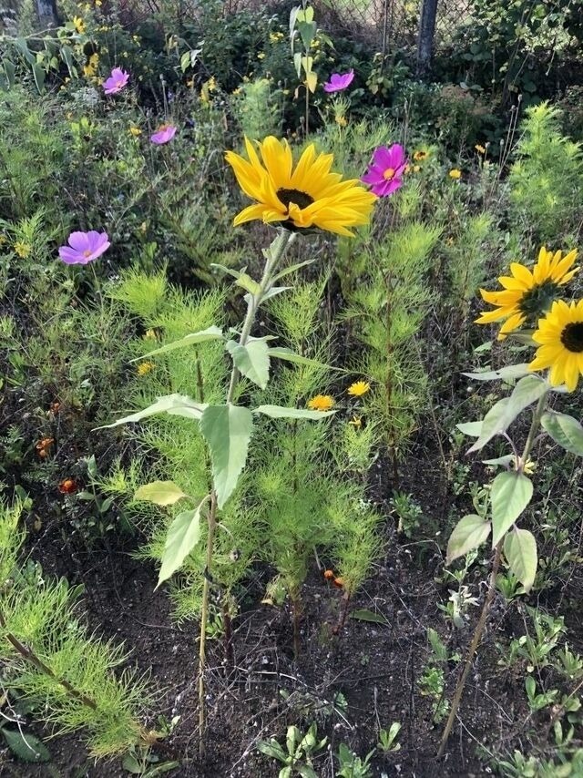 Ferienwohnung in Steinbeck - MP 5 Meeresrauschen - Bild 13