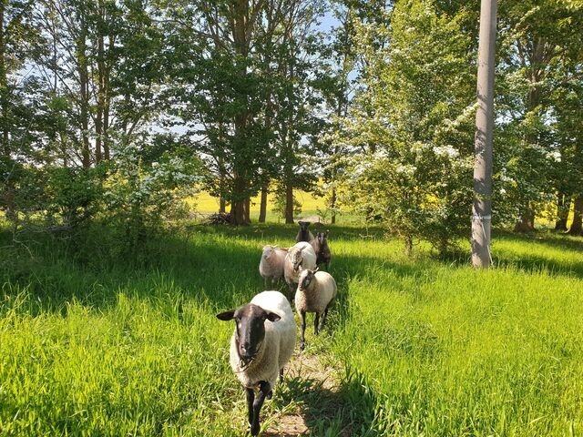 Ferienwohnung in Hornstorf OT R&uuml;ggow - Quaduxenbarg - Bild 14