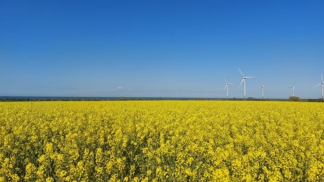 Ferienhaus in Fehmarn OT Presen - Ferienh&auml;uschen Deichliebe auf Fehmarn - Bild 10