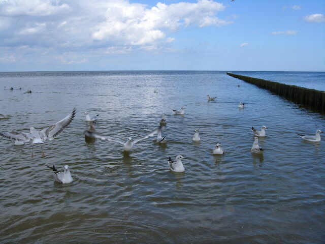 Einzelzimmer in Zempin - Ferienzimmer am Walde - Bild 17