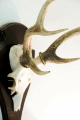 Ferienhaus in Nieby - F&ouml;rsterei - Schloss Gelting - Bild 15