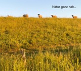 Ferienwohnung in Wendtorf - Austernfischer - Bild 19