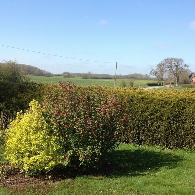 Ferienhaus in Hasselberg - Ferienhaus Knorrl&uuml;ck - Bild 16