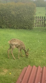 Ferienhaus in Hasselberg - Ferienhaus Knorrl&uuml;ck - Bild 22