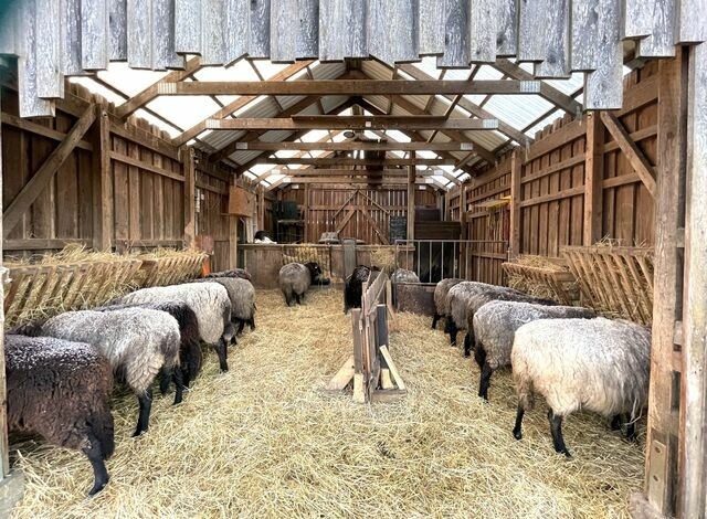 Ferienwohnung in Wagersrott - Zirkuswagen auf dem L&auml;mmerhof - Bild 10