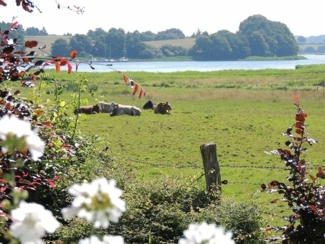 Ferienhaus in Brodersby - Landhaus Schleiblick - Bild 19