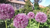 Ferienwohnung in Starkow - Ferienwohnung Rosengarten am Pfarrgarten Starkow - Bild 17