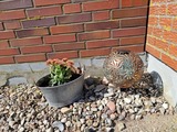 Ferienwohnung in Fehmarn - Haus Fehmarn am Dorfteich | Wohnung 1 S&uuml;d - Bild 24