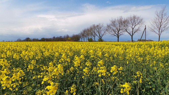 Ferienwohnung in Fehmarn OT Petersdorf - Ferienwohnung Bartels Kiebitzweg mit Balkon - Rapsbl&uuml;te im Monat Mai