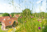 Ferienwohnung in Dahme - Berolina Ostseekrabbe - Bild 10