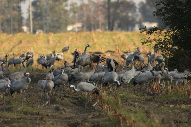 Ferienwohnung in Rostock - Ferienwohung Ostseewald - Bild 22